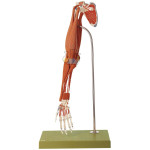 Demonstration Model Of The Arm Muscles